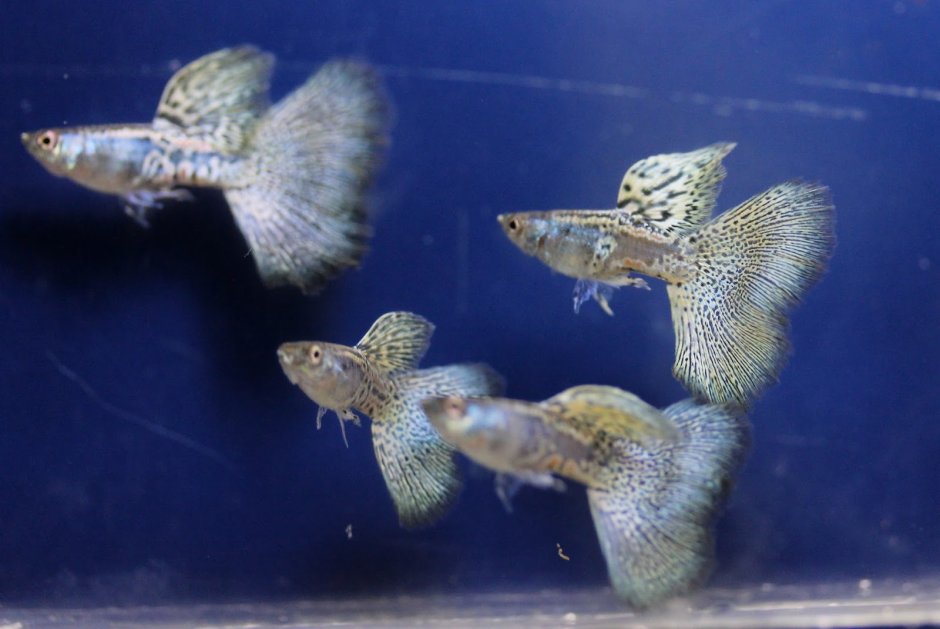 Гуппи змейка