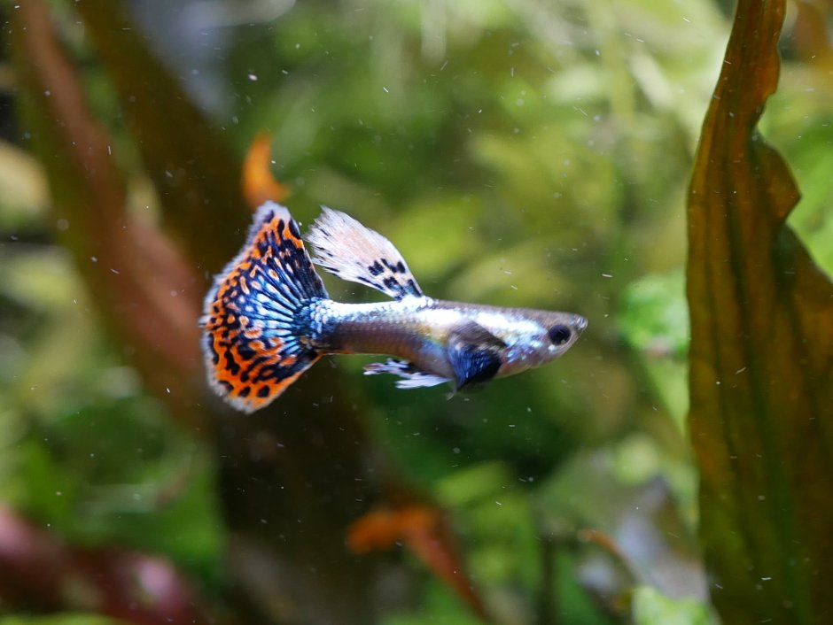 Гуппи Эндлера