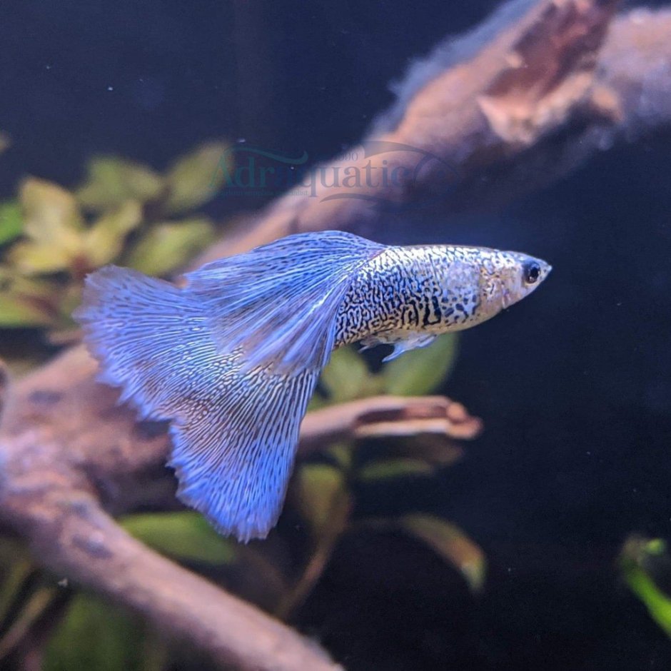 Гуппи голубой Орел
