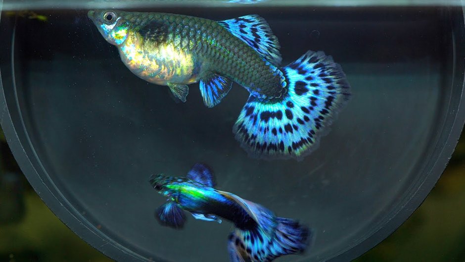 Гуппи Дамбо ред малахит