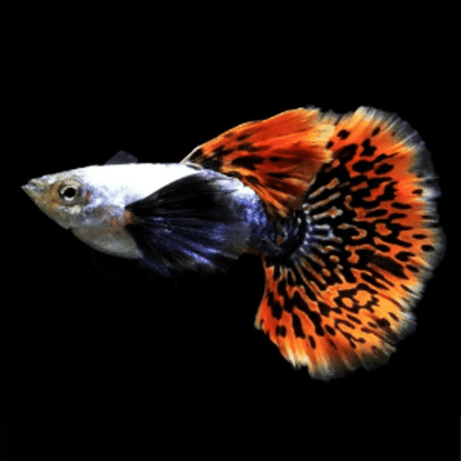 Дамбо гуппи аквариумные рыбки