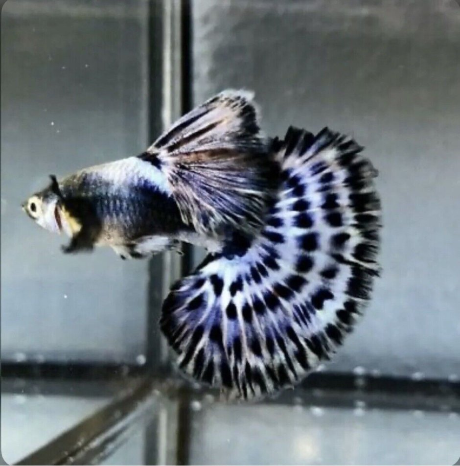 Гуппи Дамбо