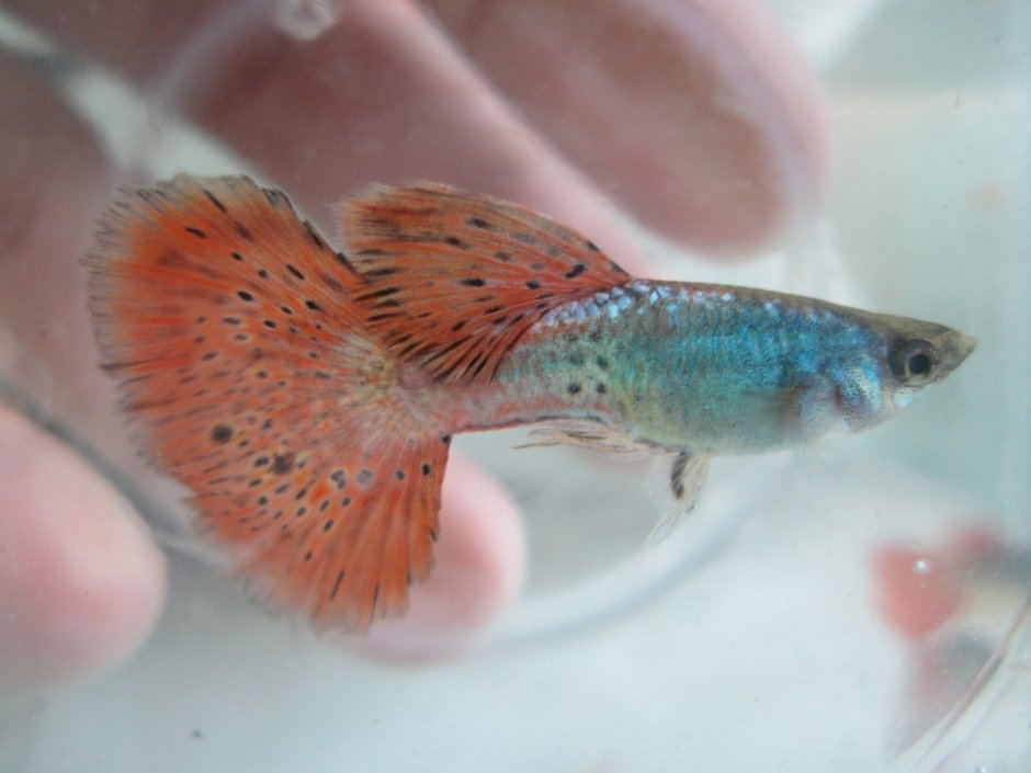 Гуппи Metal Red Lace Albino