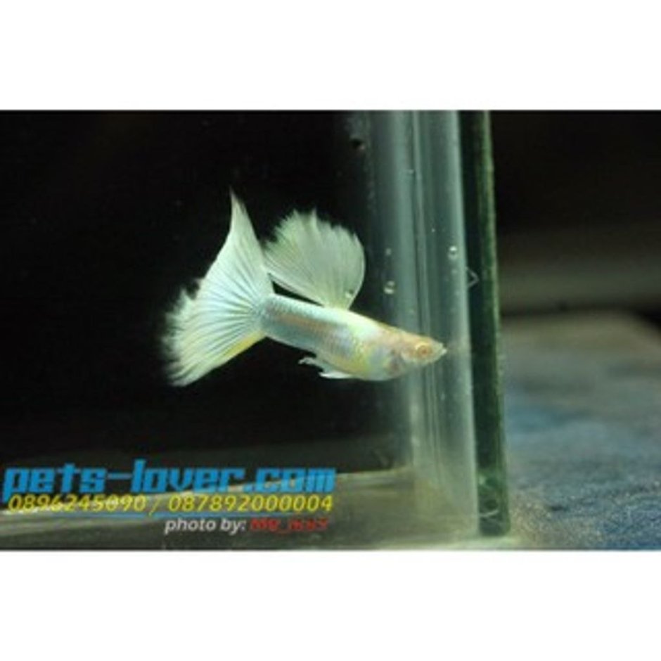 Гуппи импорт