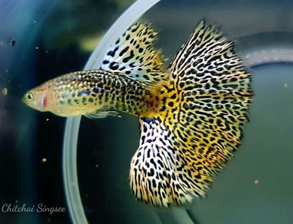 Гуппи аквариумные