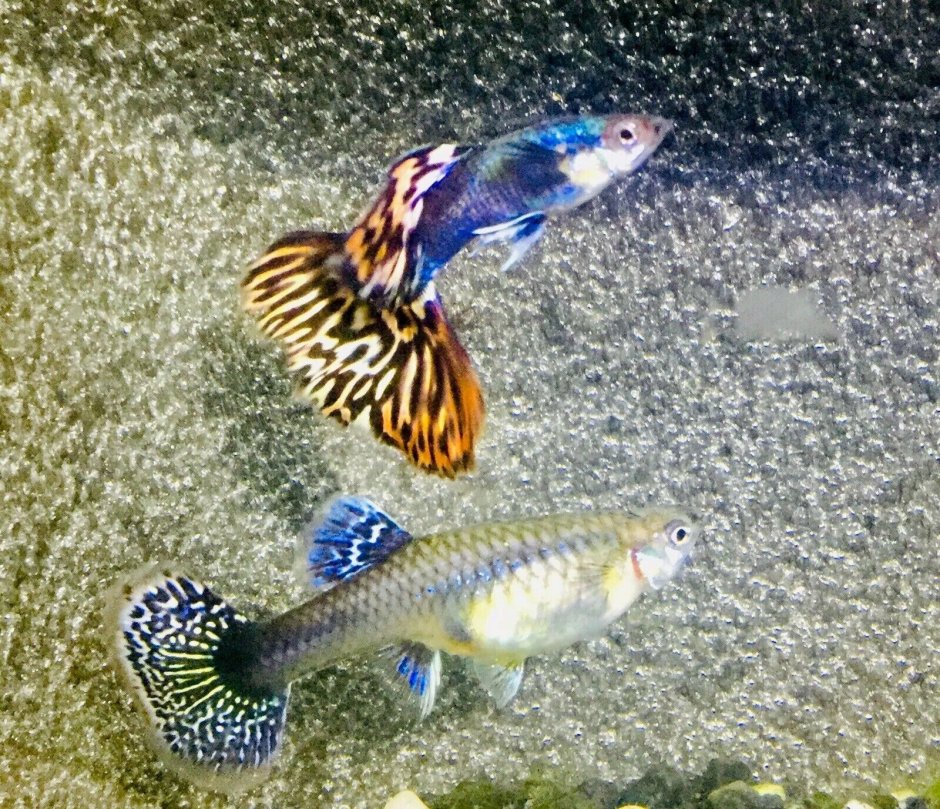 Гуппи Red Mosaic