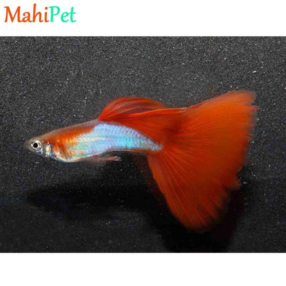 Гуппи тукседо красная шапочка