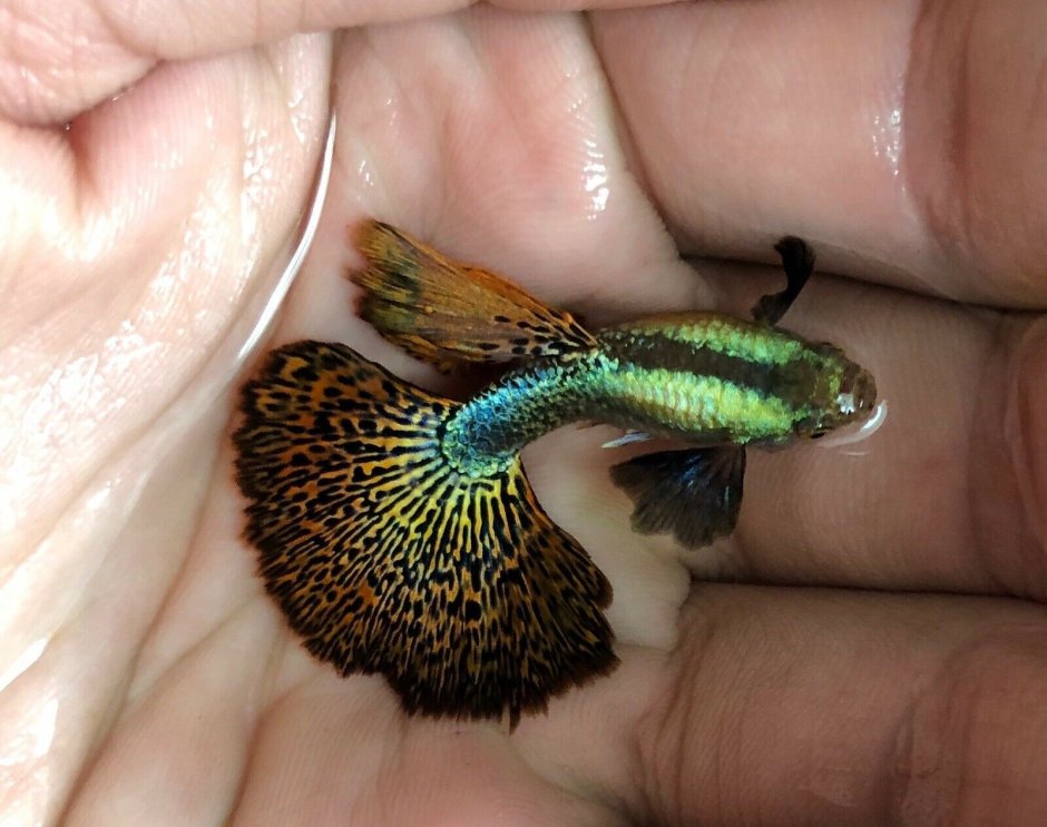 Гуппи Дамбо дракон