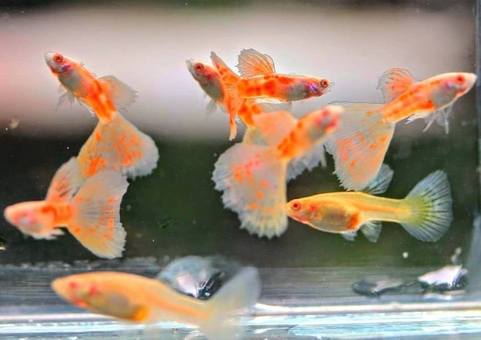 Меченосец рыбка альбинос