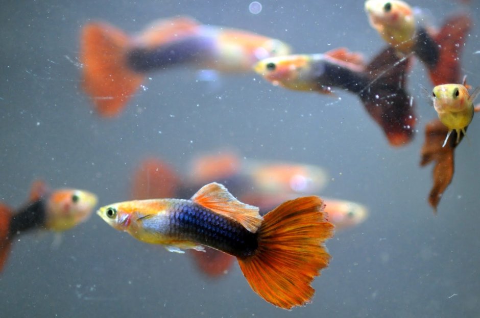 Гуппи рыбки Берлинское