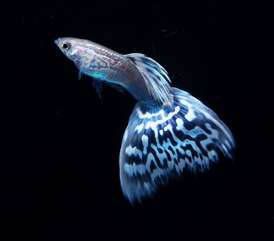 Дельта гуппи