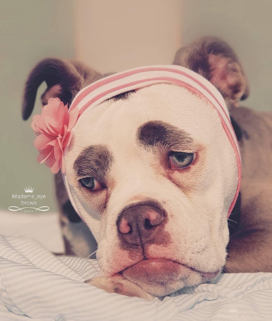 Грустная морда