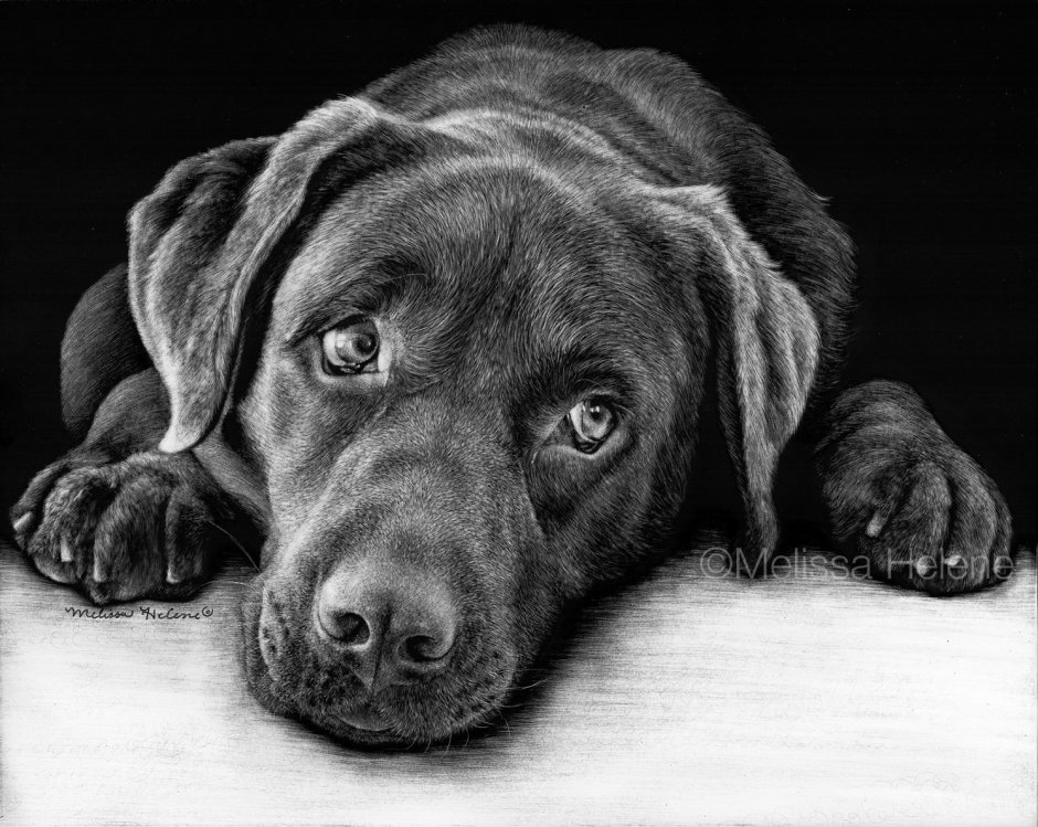 Портреты животных карандашом