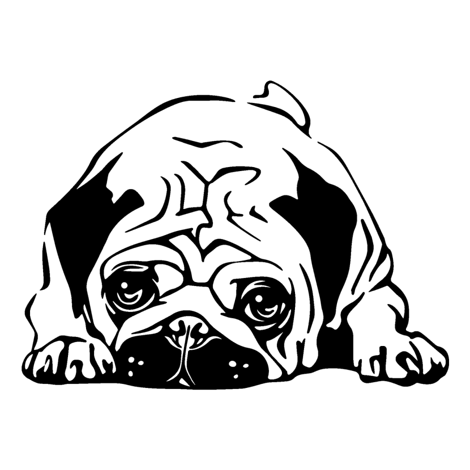 Мопс черно белый