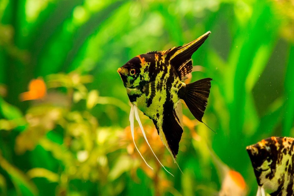 Скалярия тигровая