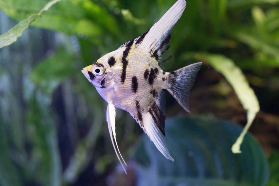 Скалярия жемчужный леопард