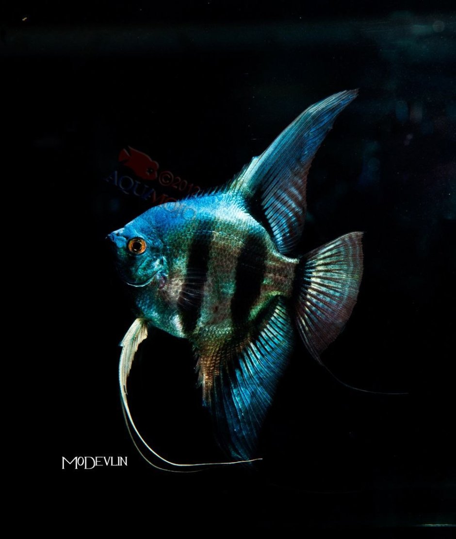 Скалярия пиной Смоки