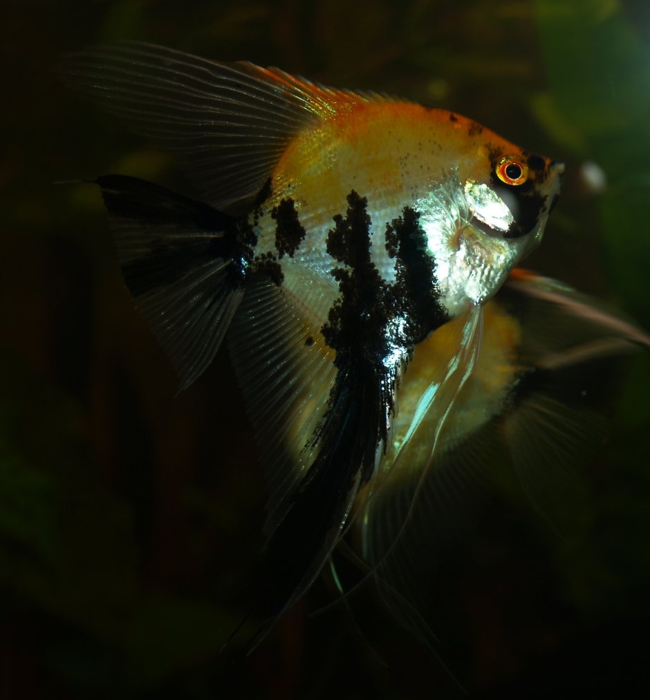 Обыкновенная Скалярия