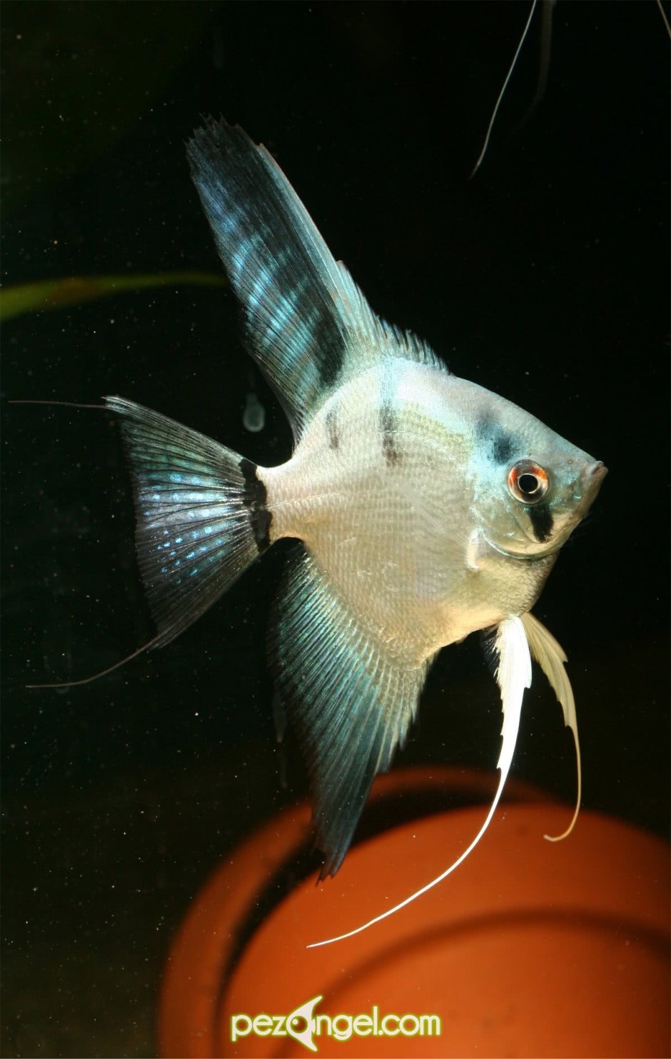 Скалярия Параиба Фантом