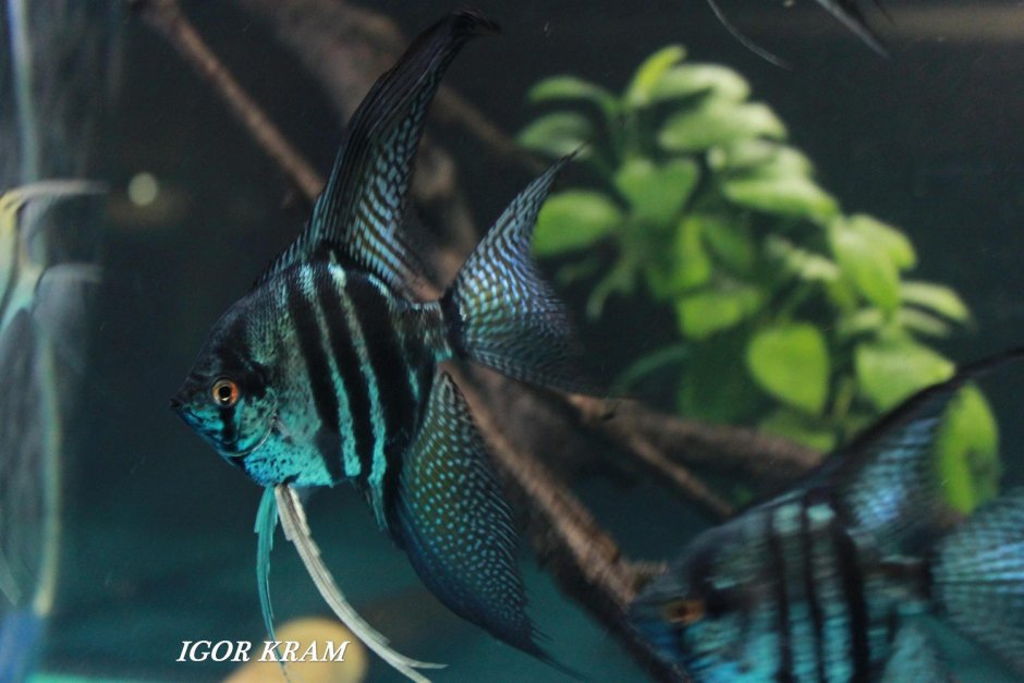 Скалярия пиной Зебра