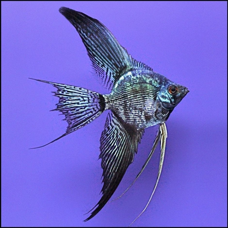 Скалярия Параиба голубой Фантом