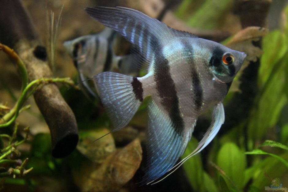 Скалярия Блю Даймонд