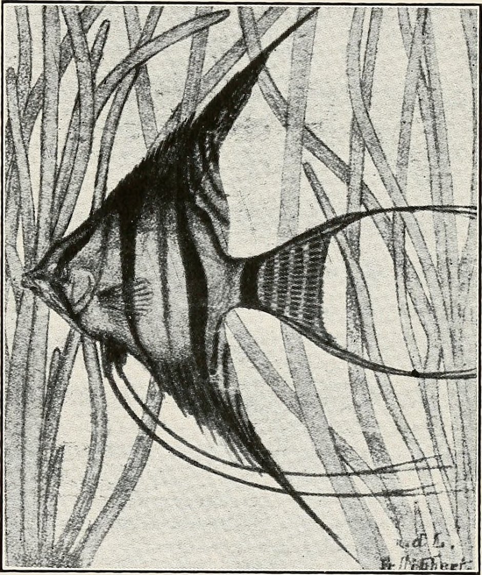 Скалярия призрак Калифорния