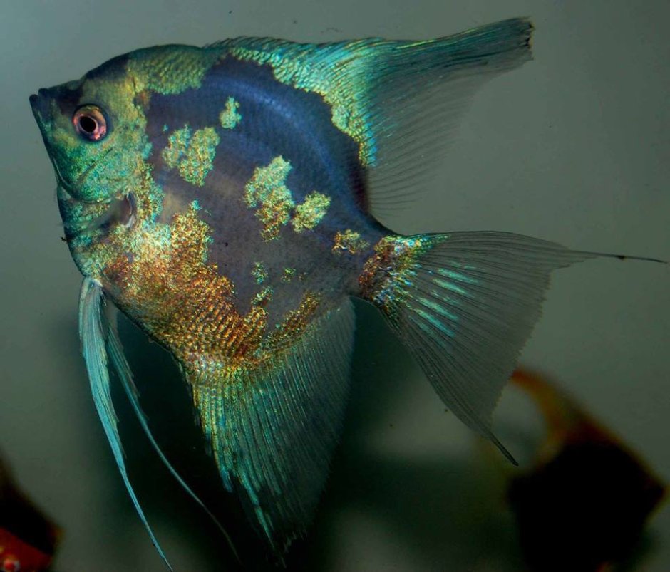 Скалярия Параиба голубая