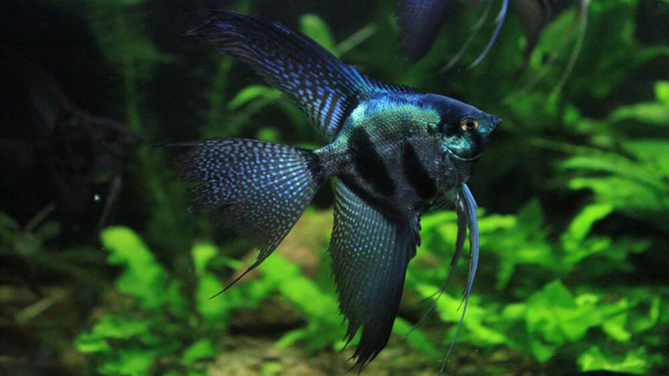 Скалярия аквариумная рыбка