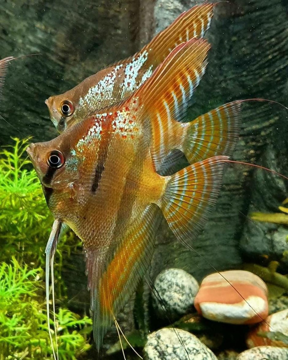 Скалярия Бриллиантовая вуалевая