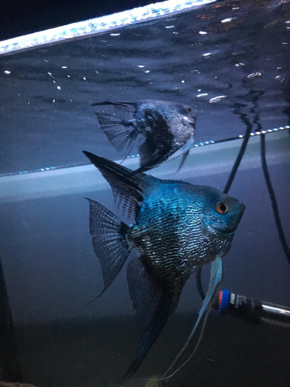 Скалярия голубой бриллиант