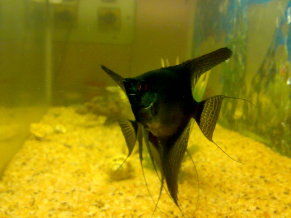 Скалярия черный Фантом