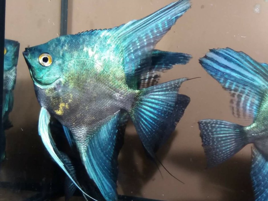 Параиба ангел Фиш