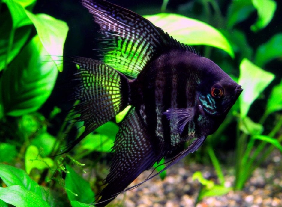 Скалярия Параиба черный Фантом