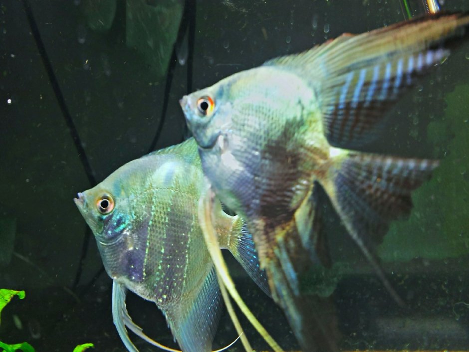 Цихлиды ангел