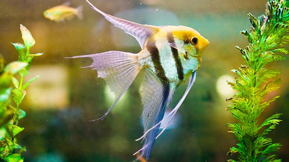 Скалярия окунеобразные