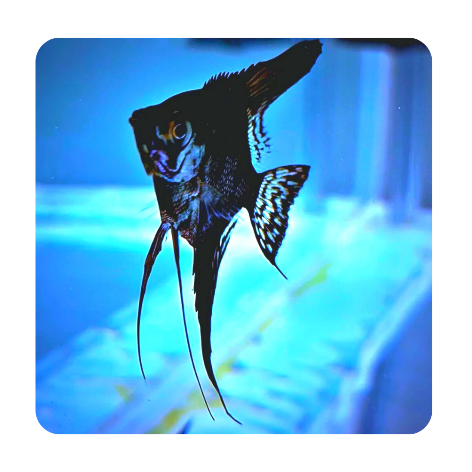 Скалярия пиной