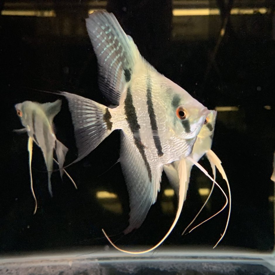 Скалярия голубой Фантом