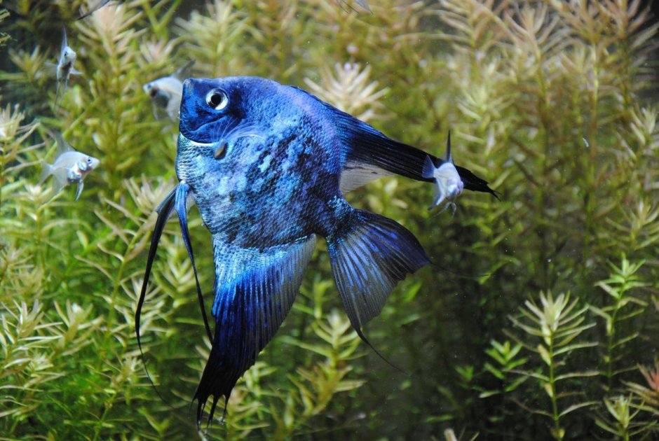 Скалярии пиной