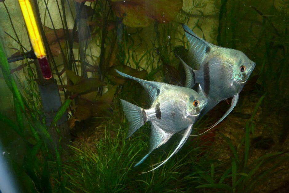 Скалярия Параиба Фантом