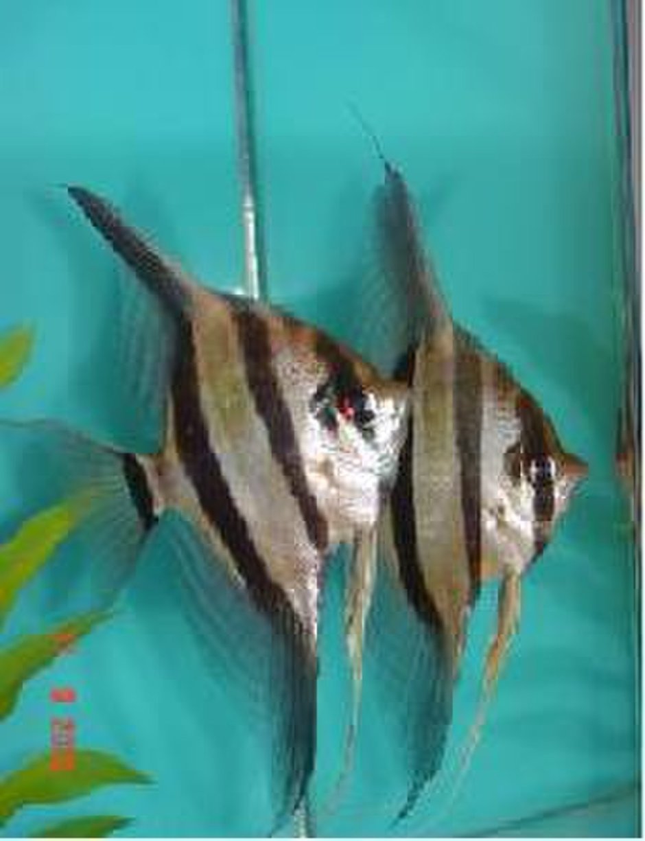 Скалярии от Горюшкина