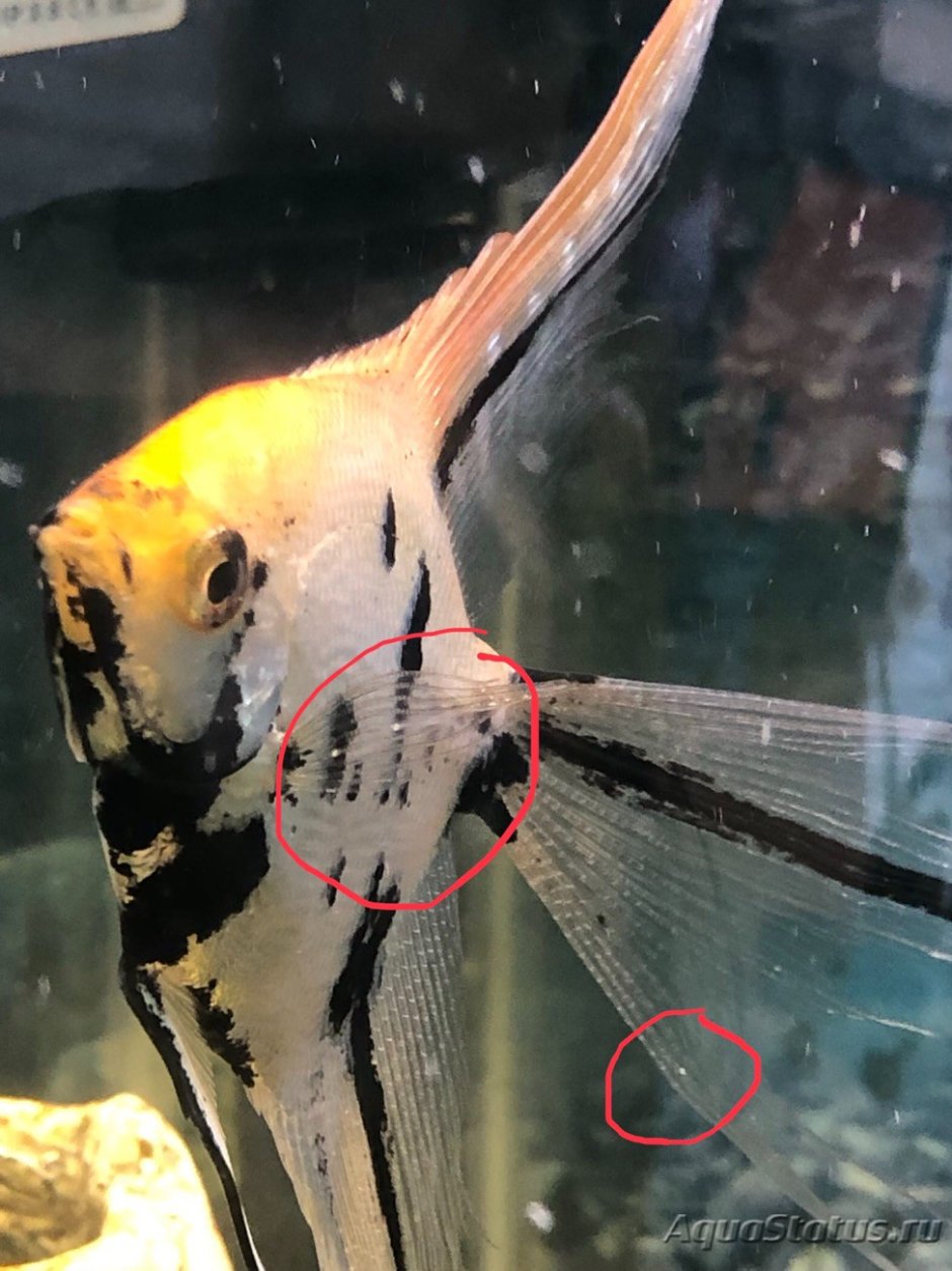 Личинки скалярии