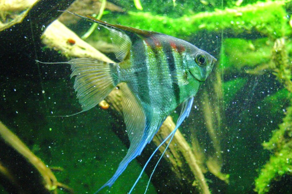 Скалярия голубая вуалевая