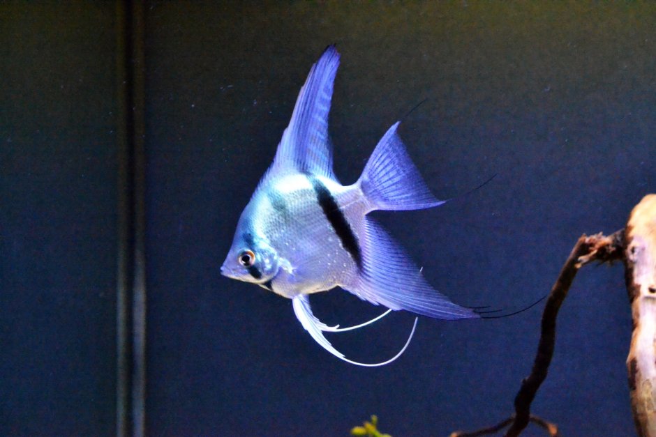 Скалярия пиной призрак