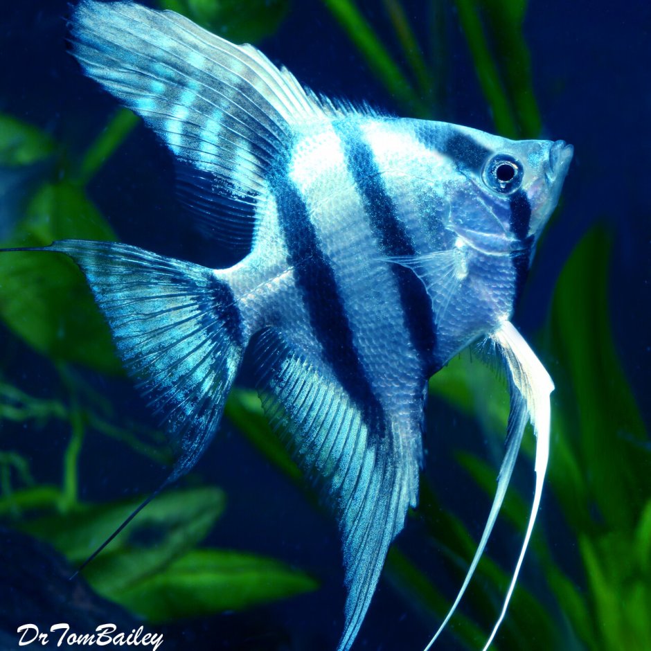 Blue Angelfish