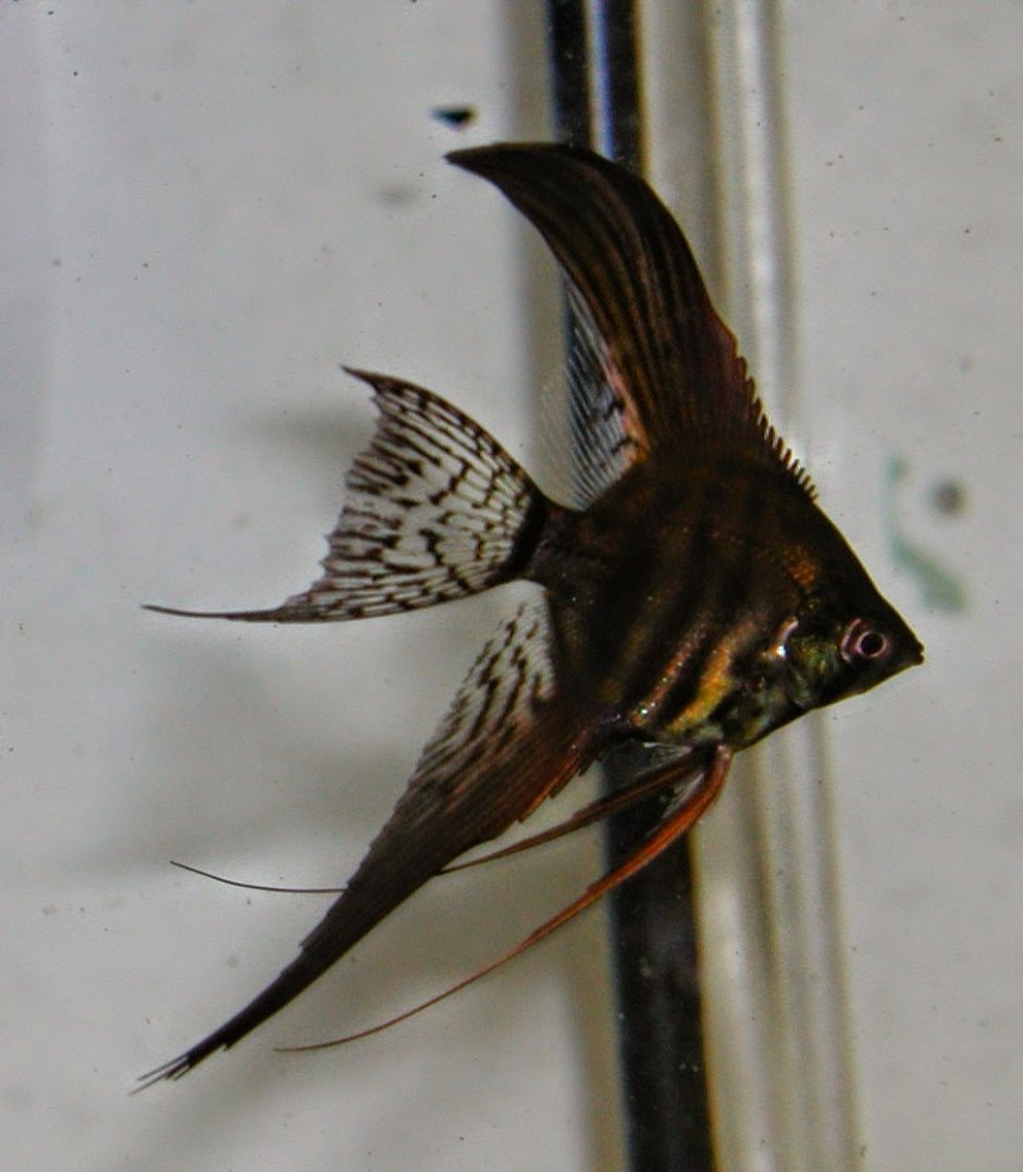 Скалярия черная высокоплавничная