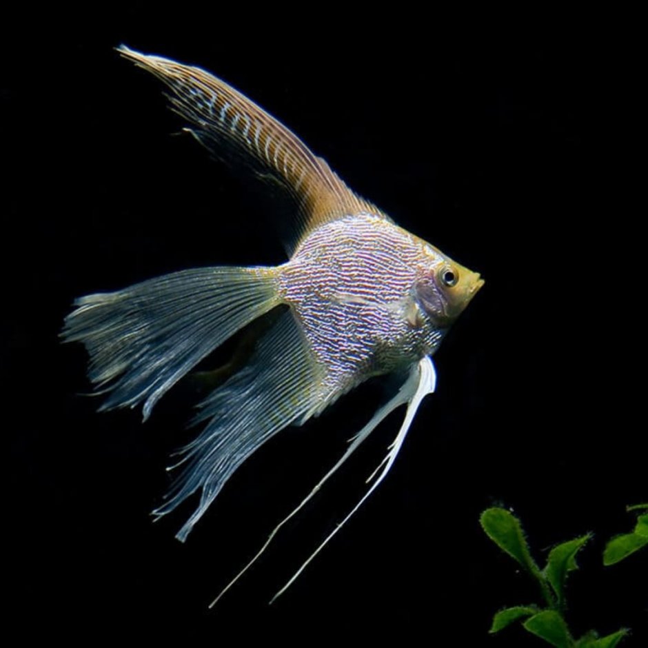 Скалярия вуалевая рыбка