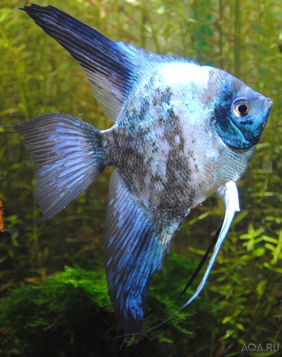 Скалярия Параиба Фантом