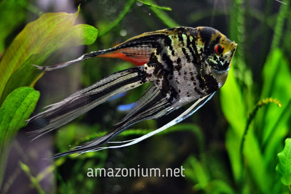 Скалярий длиннохвостый черный