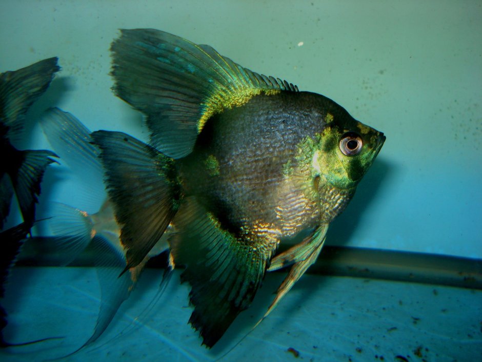 Скалярия Параиба Фантом